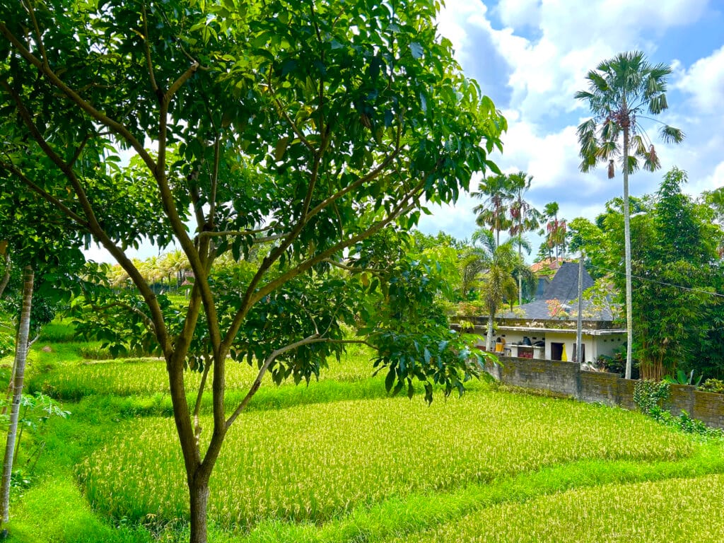 Rice field in Ubud Bali Rice field in Ubud Bali